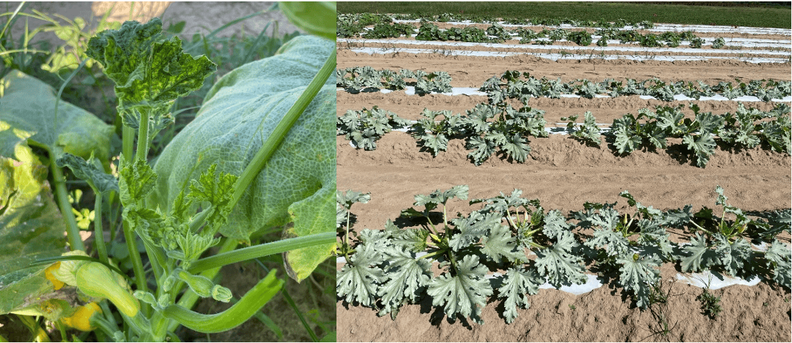 Yellow squash plants showing symptoms consistent with whitefly-transmitted viruses (left) and zucchini plants showing disorders caused by whitefly feeding (right)